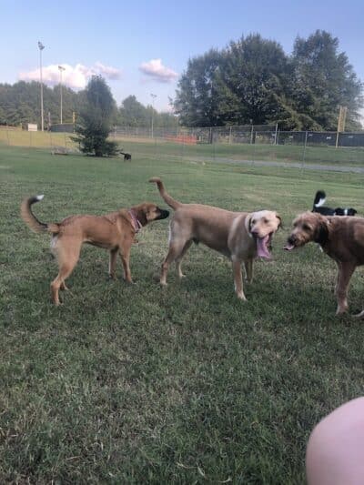 Murray-Calloway County Dog Park - Murray, KY