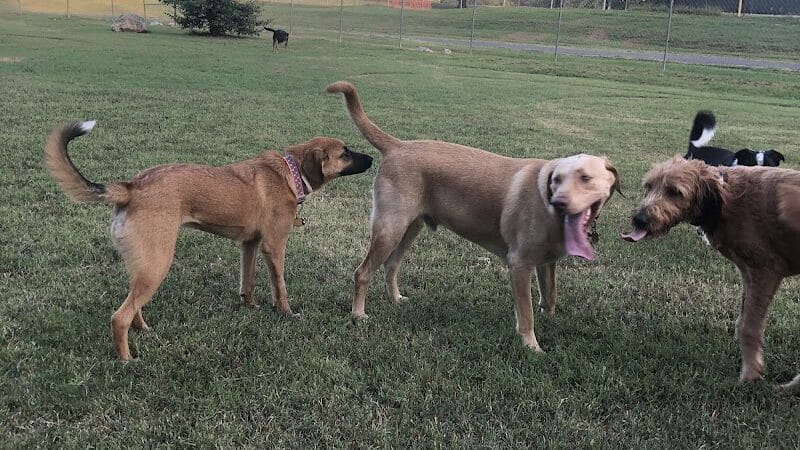 Murray-Calloway County Dog Park - Murray, KY