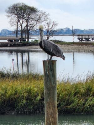 The Murrells Inlet Marsh Walk