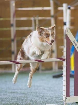 A Dog's Way Inn, Dog Boarding, Dog Day Care, Grooming, Training, Dog Park, Dock Diving