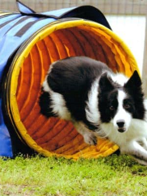 A Dog's Way Inn, Dog Boarding, Dog Day Care, Grooming, Training, Dog Park, Dock Diving