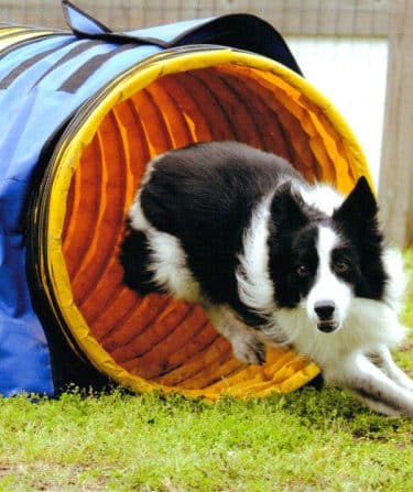 A Dog's Way Inn, Dog Boarding, Dog Day Care, Grooming, Training, Dog Park, Dock Diving