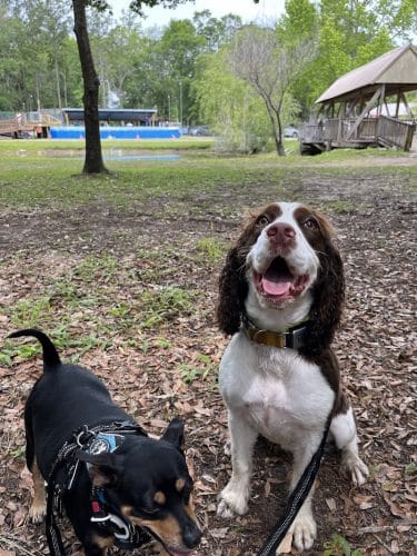 A Dog's Way Inn, Dog Boarding, Dog Day Care, Grooming, Training, Dog Park, Dock Diving