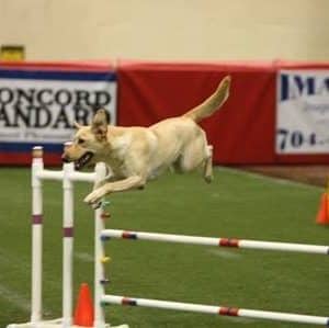 A Way To Play Dog Agility Club