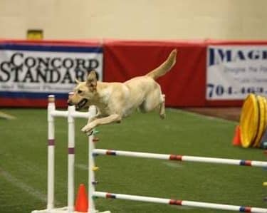 A Way To Play Dog Agility Club