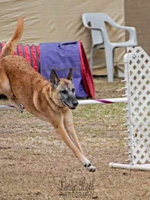 A Way To Play Dog Agility Club