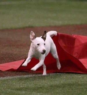 A Way To Play Dog Agility Club