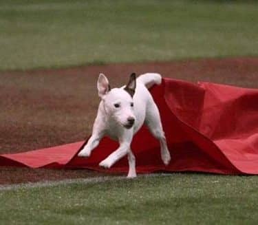 A Way To Play Dog Agility Club
