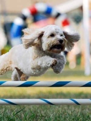 A Way To Play Dog Agility Club
