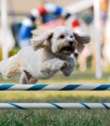 A Way To Play Dog Agility Club