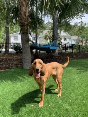 Bark Pet Resort