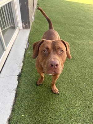 Bark Pet Resort