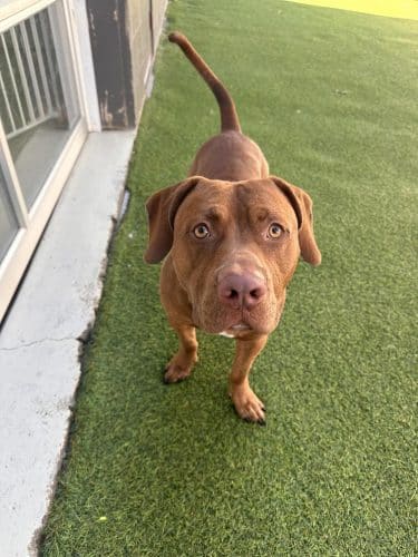 Bark Pet Resort