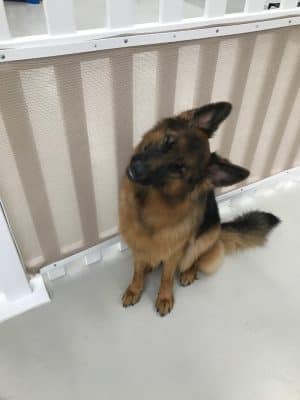 Bark Pet Resort