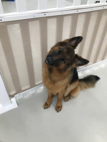 Bark Pet Resort