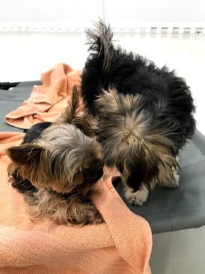 Bark Pet Resort