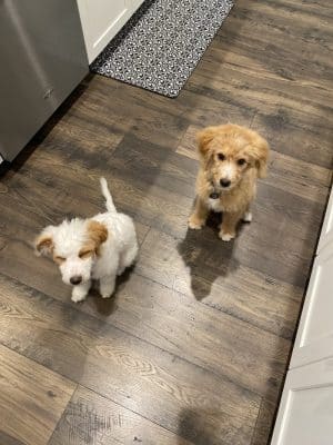 Bark Pet Resort
