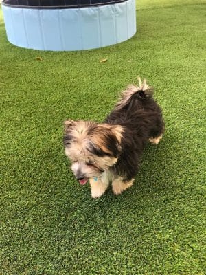 Bark Pet Resort