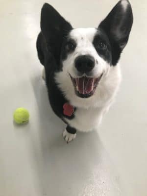 Bark Pet Resort