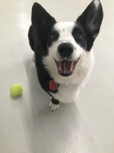 Bark Pet Resort