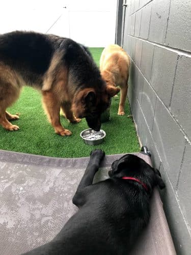 Bark Pet Resort