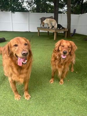 Bark Pet Resort