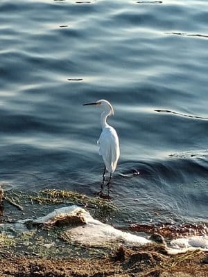 Huntington Beach State Park