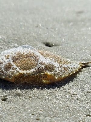 Murrells Inlet South Jetty