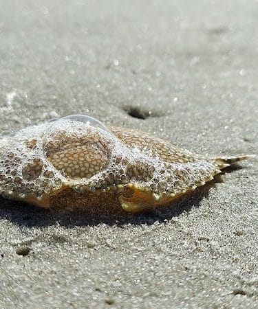 Murrells Inlet South Jetty