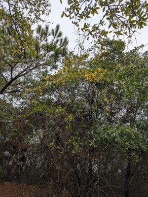 Sandpiper Pond Trail