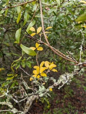 Sandpiper Pond Trail