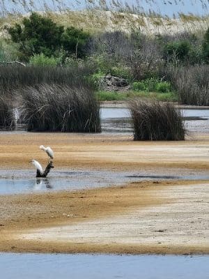 Sandpiper Pond Trail
