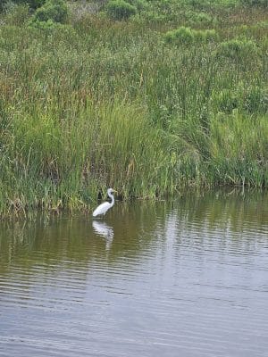 Sandpiper Pond Trail