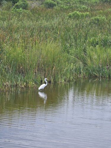 Sandpiper Pond Trail