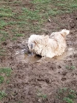 Paws on the Run Dog Park