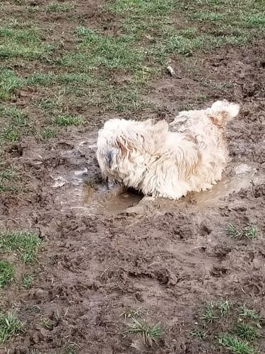 Paws on the Run Dog Park