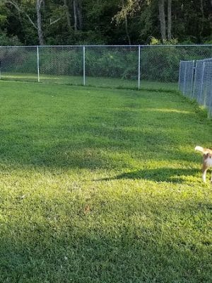 Paws on the Run Dog Park