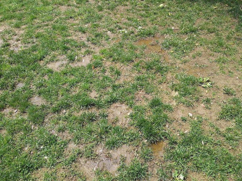 Paws on the Run Dog Park - Murrysville, PA