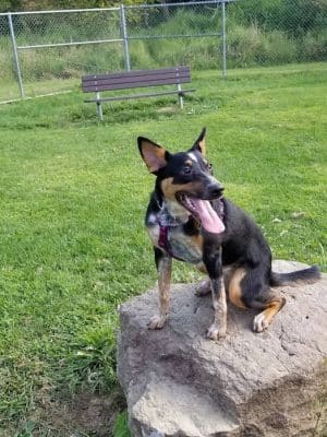 Paws on the Run Dog Park