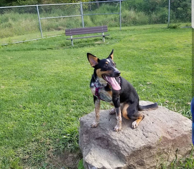Paws on the Run Dog Park - Murrysville, PA