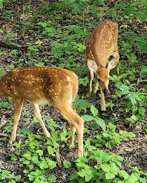 Roberts Trail Access - Westmoreland Heritage Trail
