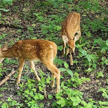 Roberts Trail Access - Westmoreland Heritage Trail