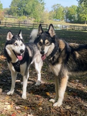 Muscatine Dog Park - Muscatine, IA