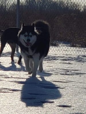Muscatine Dog Park - Muscatine, IA
