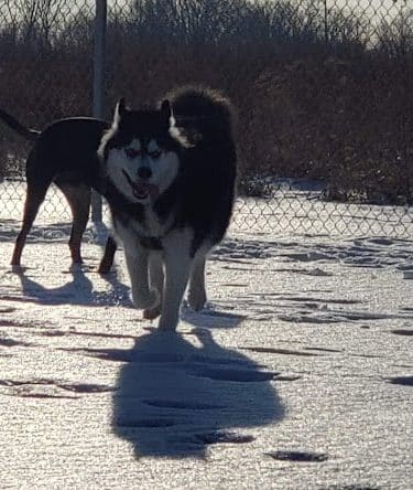 Muscatine Dog Park - Muscatine, IA