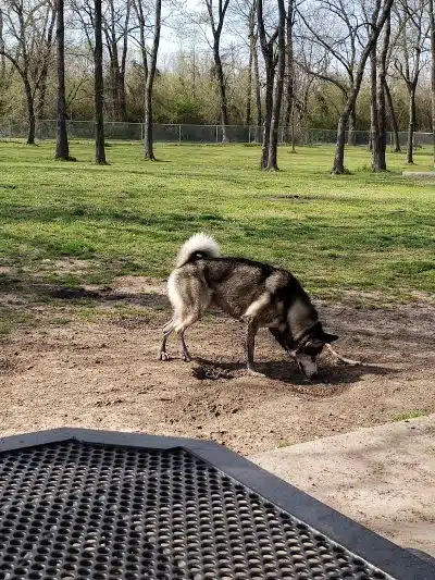 Coody Creek Bark Park - Muskogee, OK