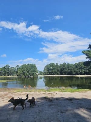 Sacred Mallard Lake