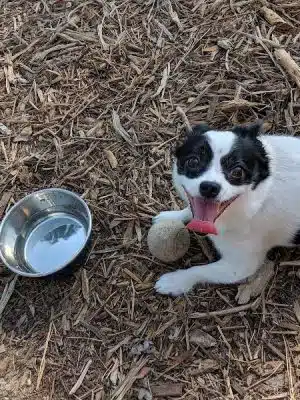 Nags Head Dog Park - Nags Head, NC