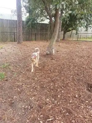 Nags Head Dog Park - Nags Head, NC