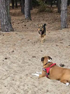 Nags Head Dog Park - Nags Head, NC